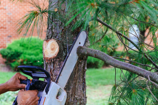 Emergency Storm Tree Removal in Ashland, WI